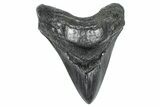 Huge Fossil Megalodon Tooth - South Carolina #371758-1